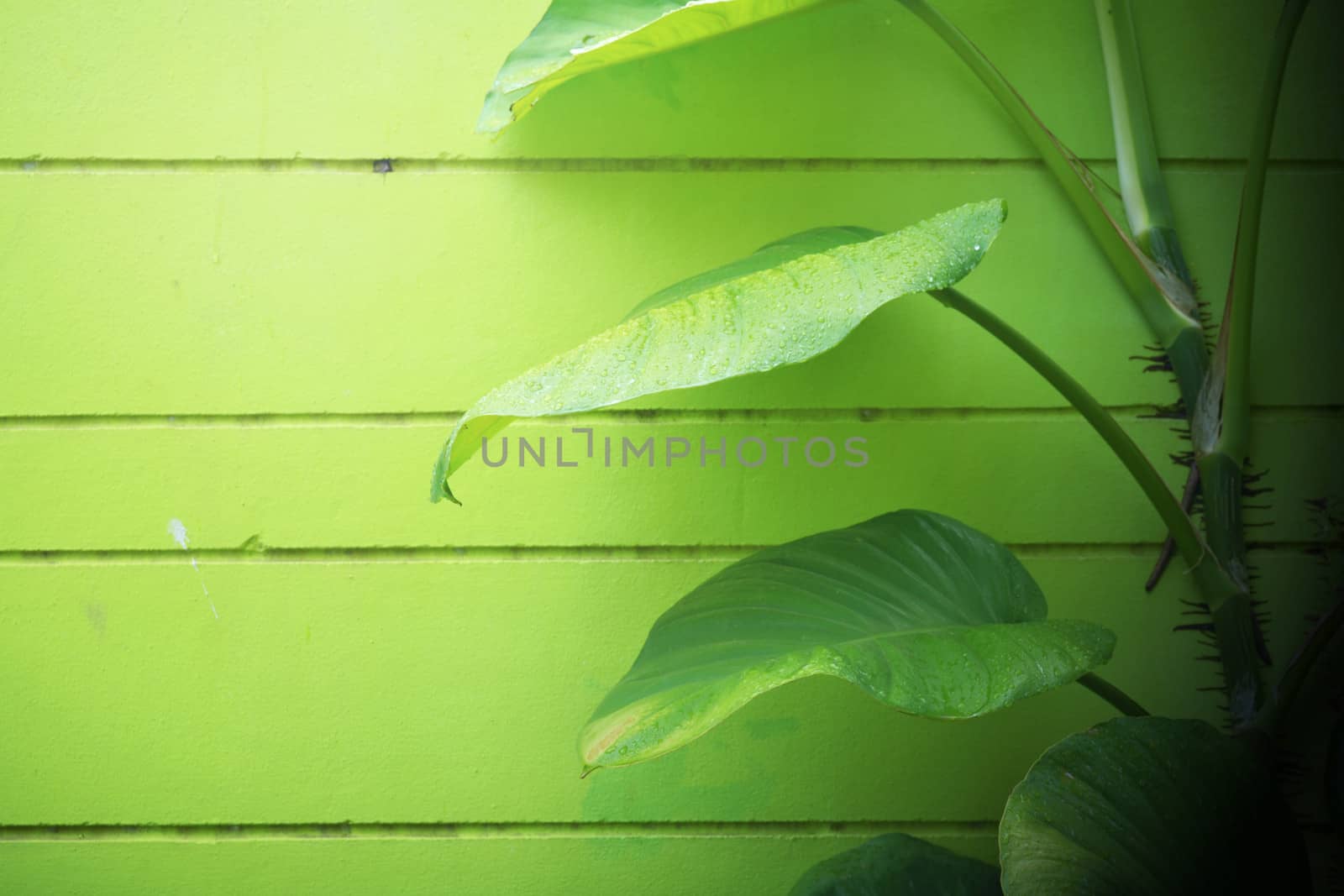 Ivy on the green wall.