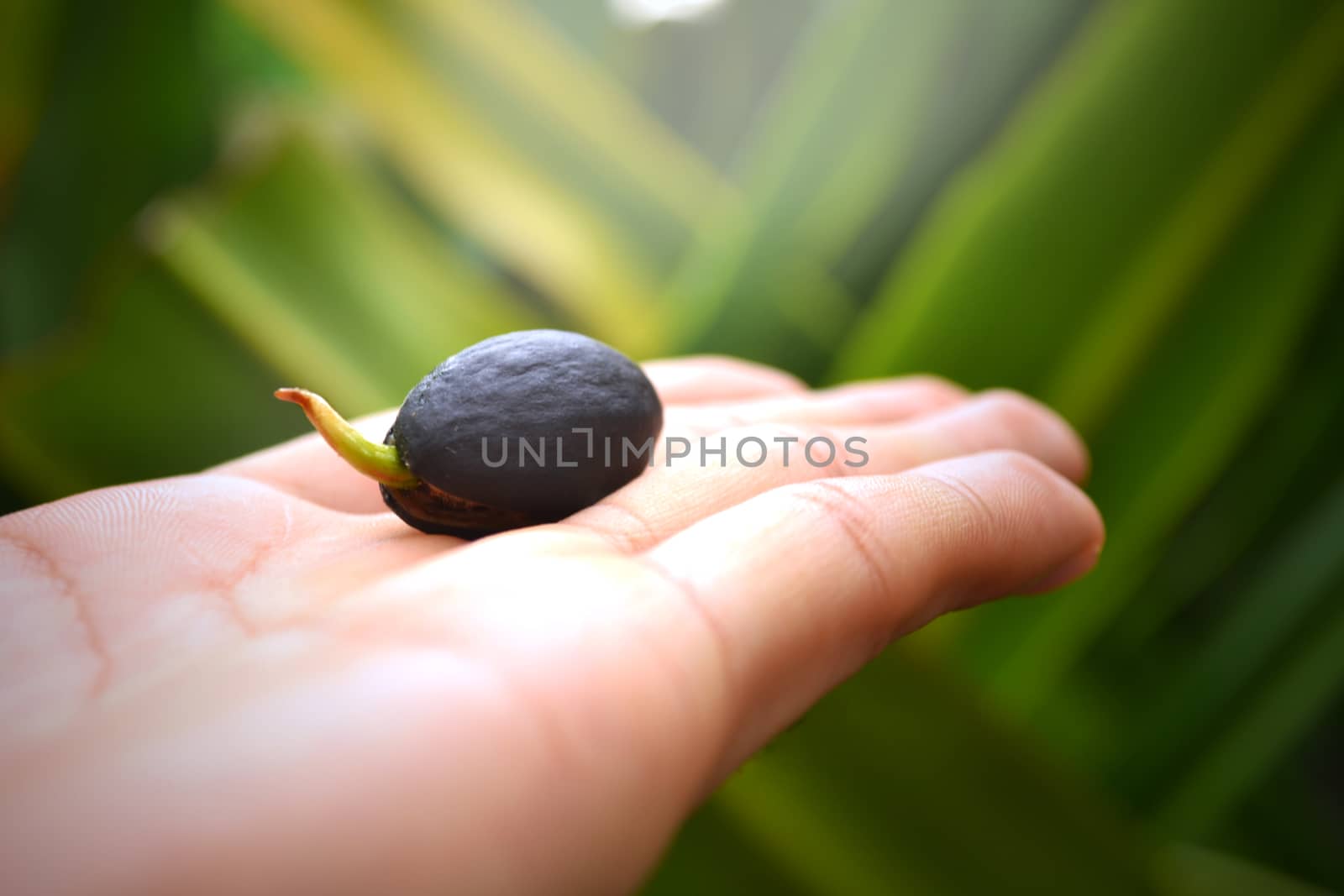 Seeds are germinated in my hand