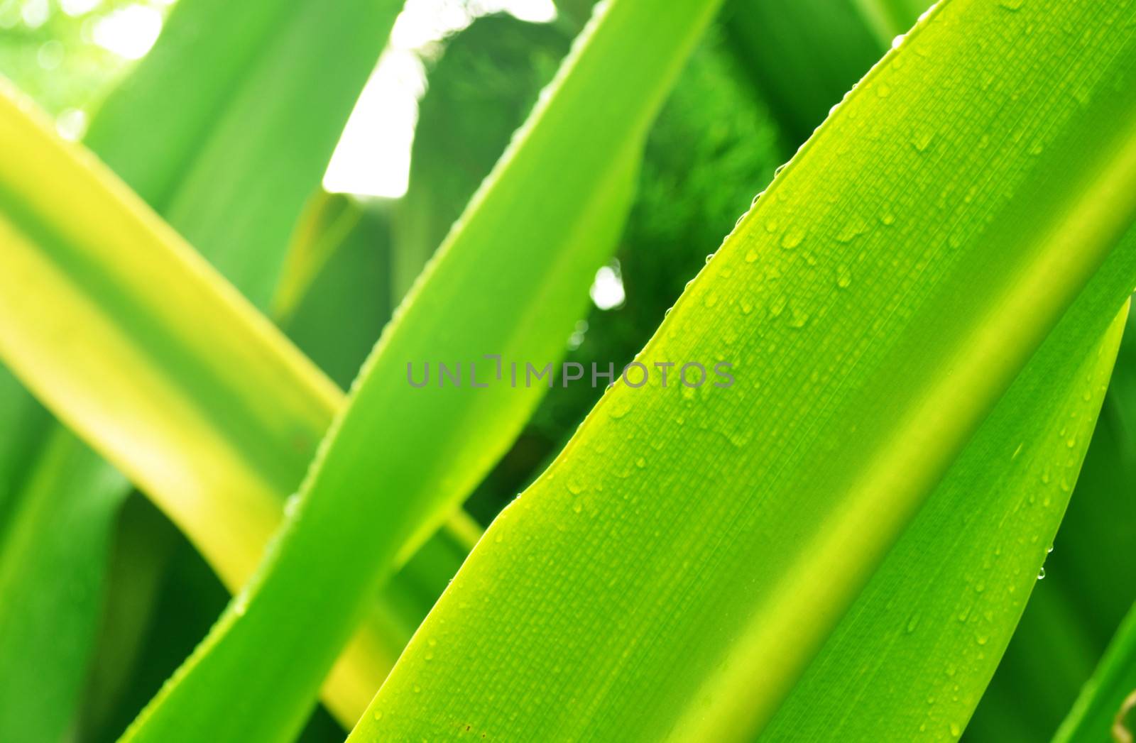 Leaves in rainy a day.