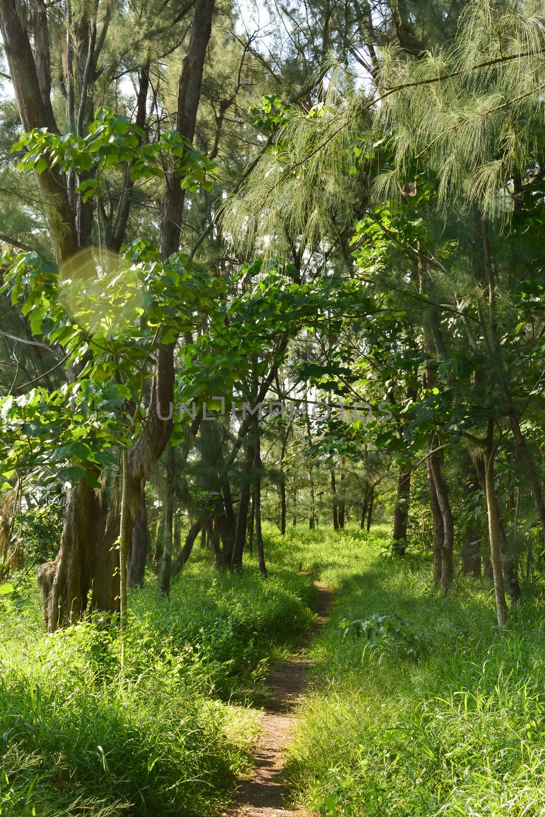 Taitung Forest Park by elwynn