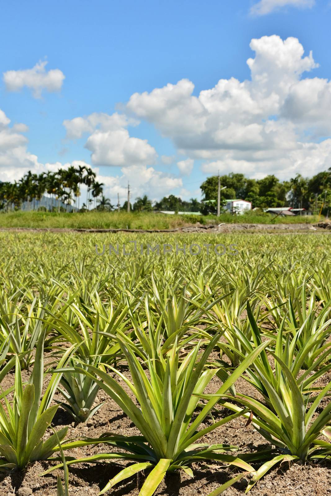 Pineapple farm at Hualien, Taiwan, Asia