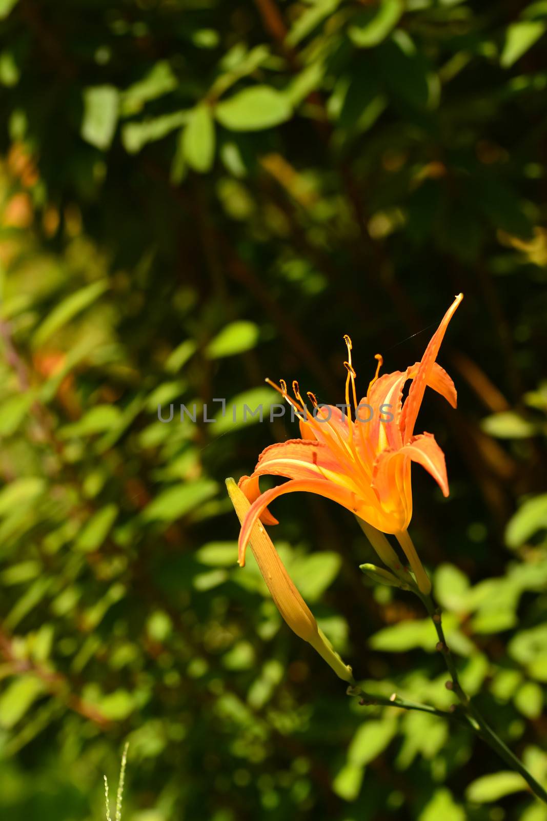 Tiger lily (Daylily) flower close-up