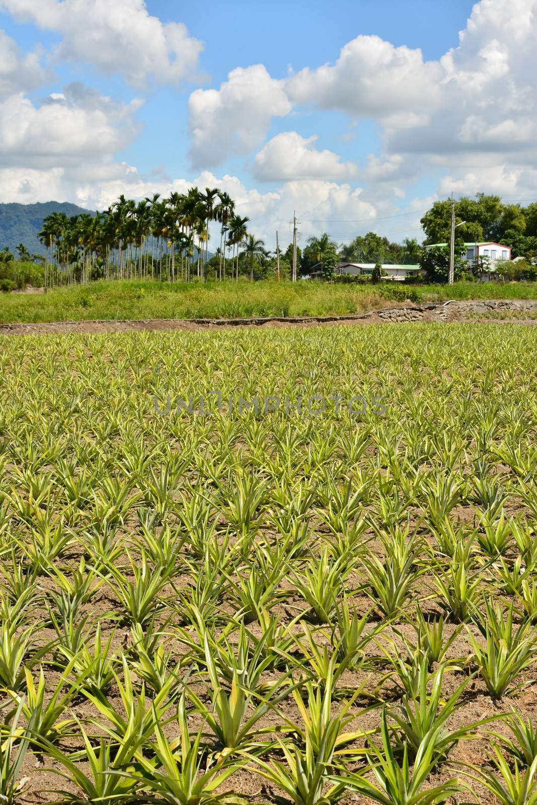 Pineapple farm at Hualien, Taiwan, Asia