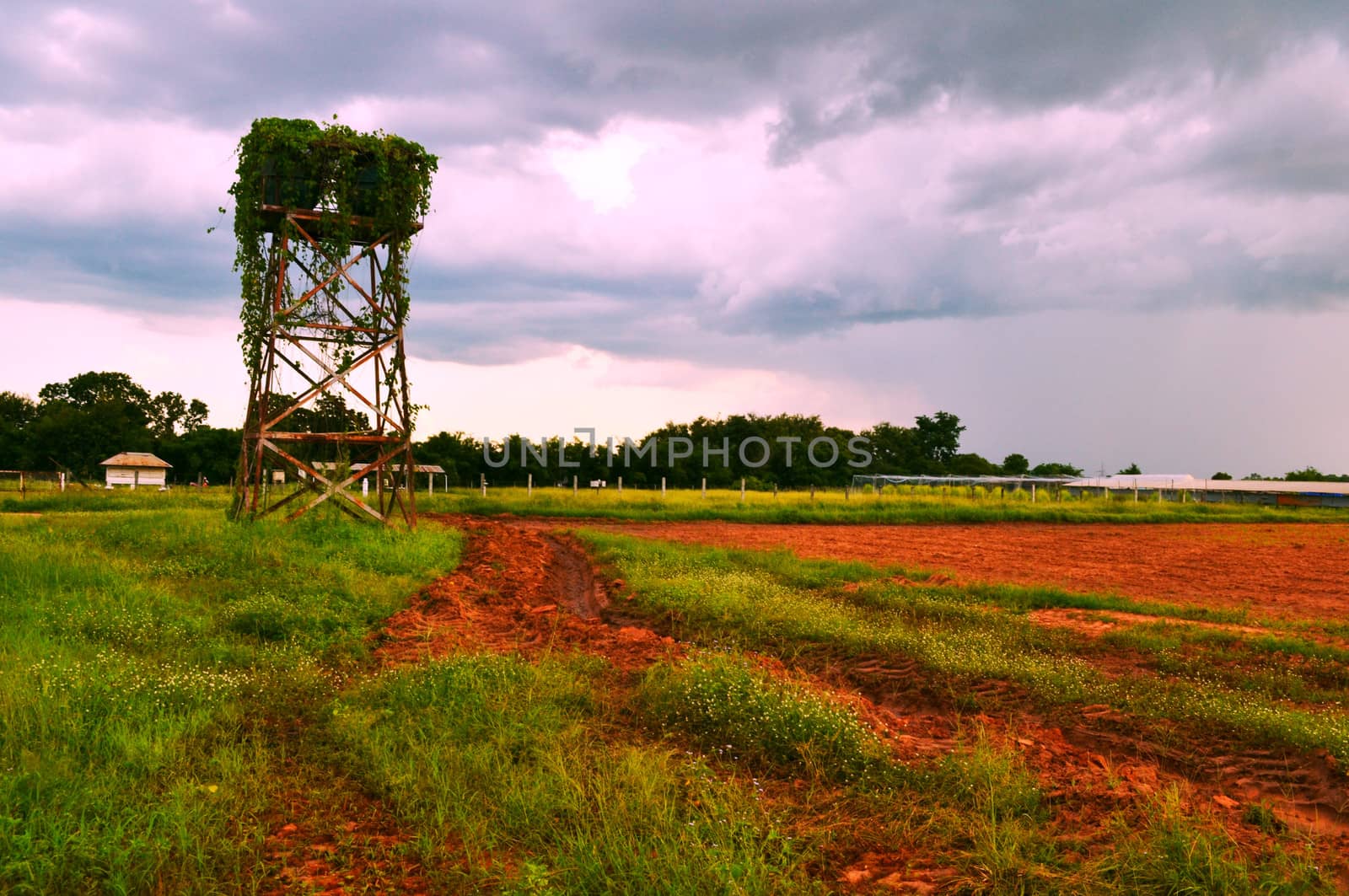 Farm in the rainy season. by apichart