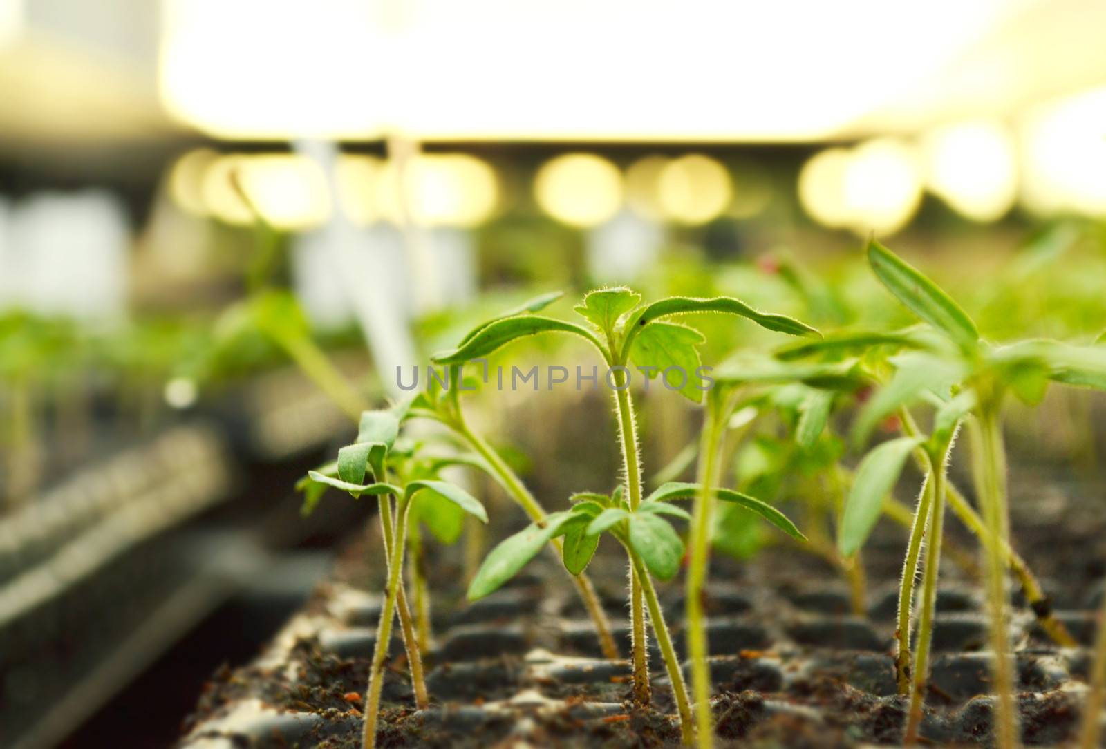 Propagation of plants in pots.