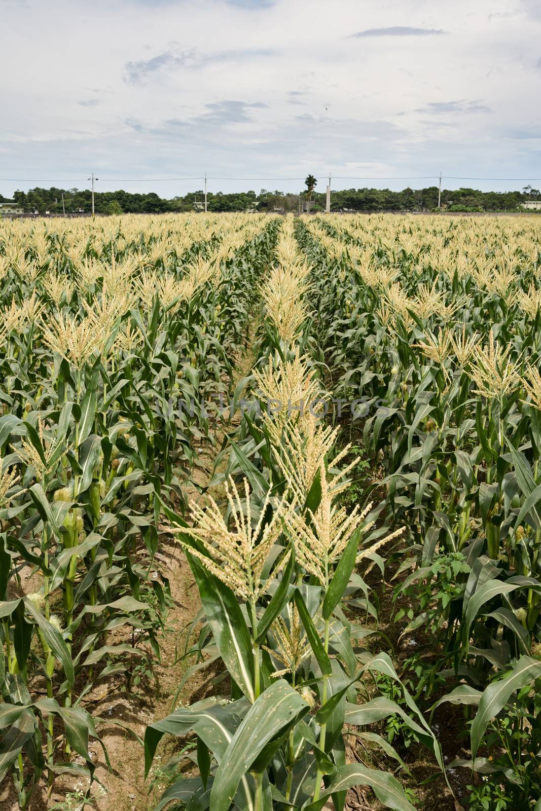 Corn maize farm against blue sky