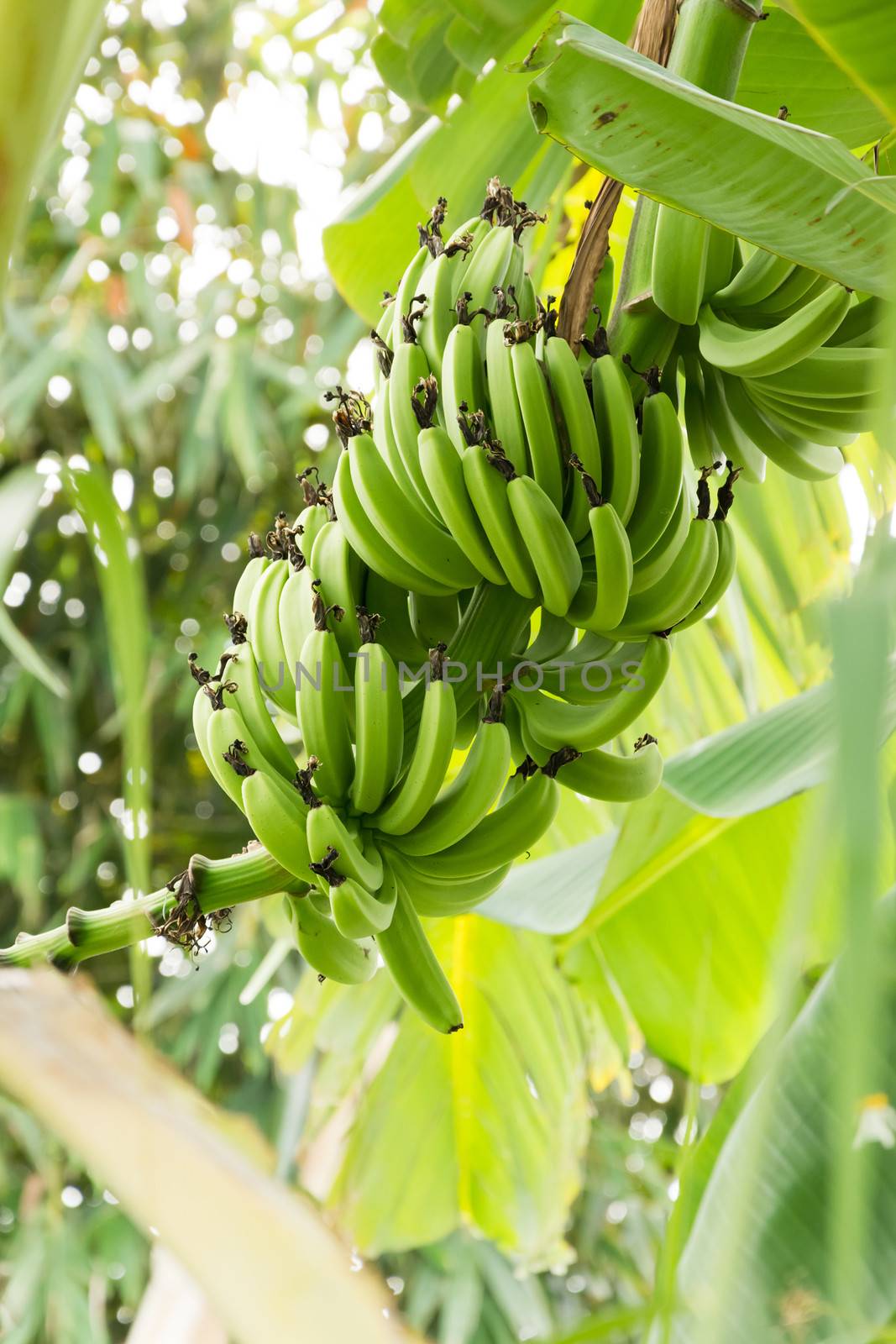 Bunch of ripening bananas on the tree