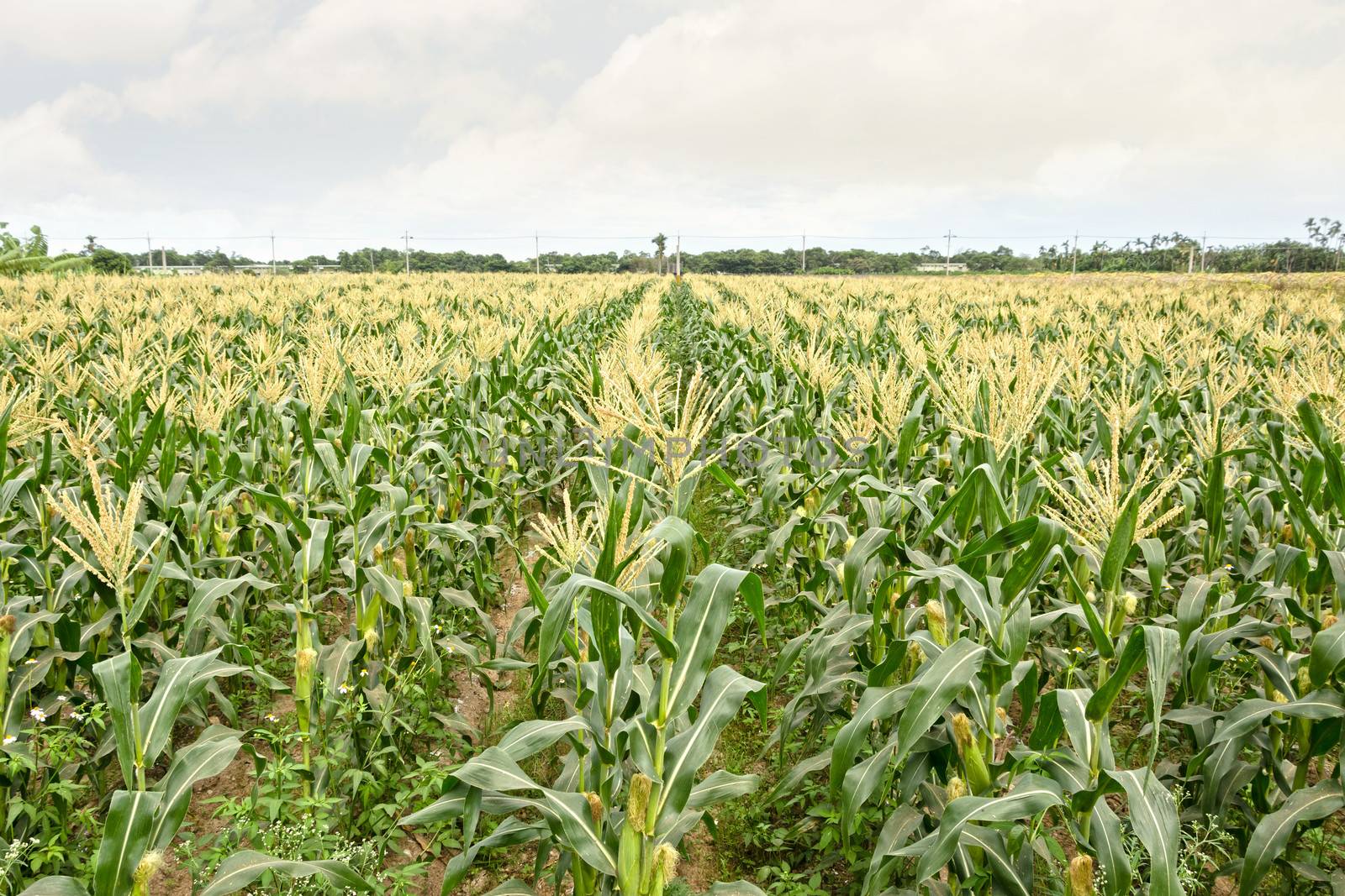 corn maize farm by elwynn