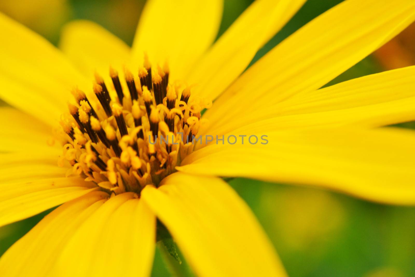 jerusalem artichokes sunflower in garden