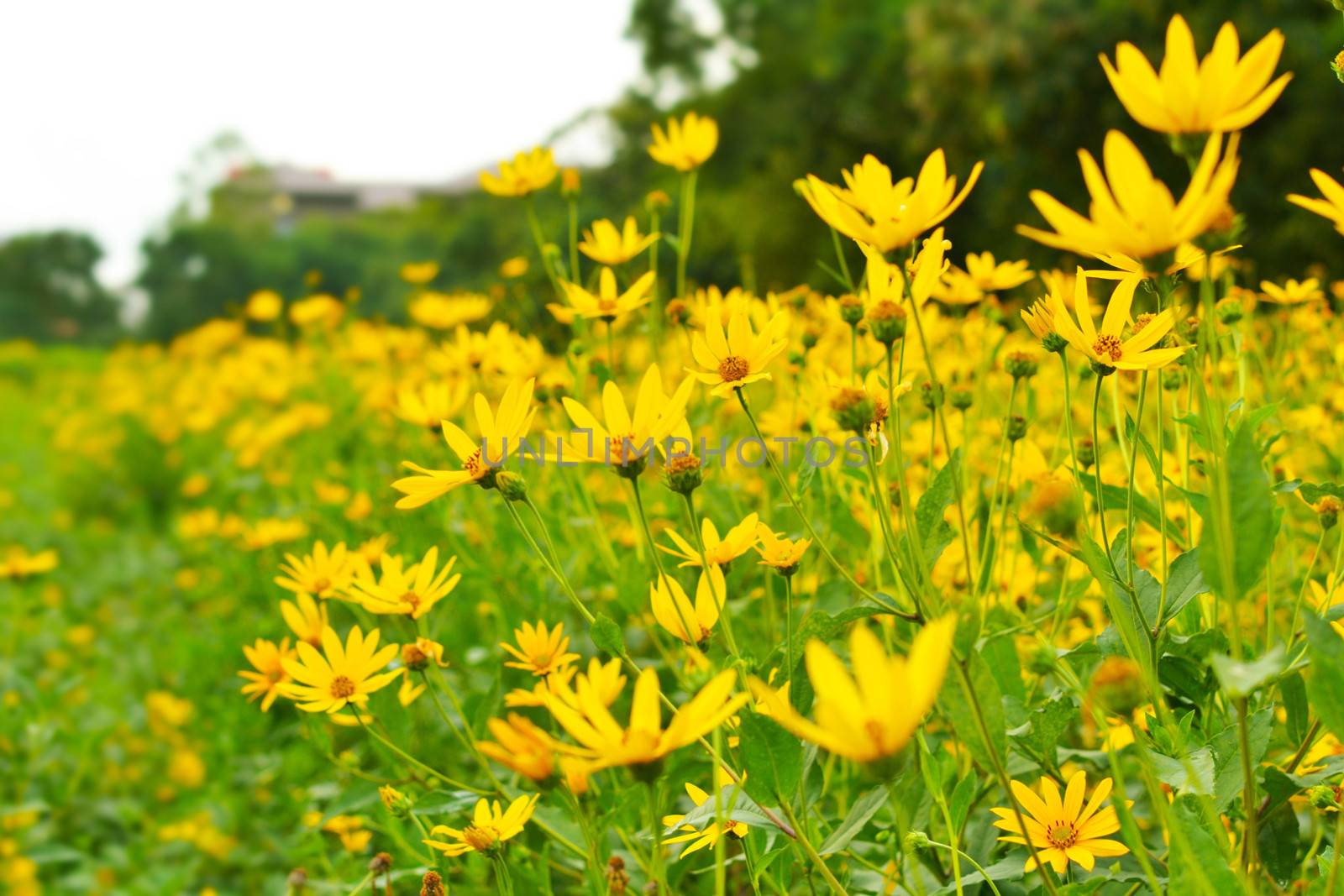 jerusalem artichokes sunflower by apichart