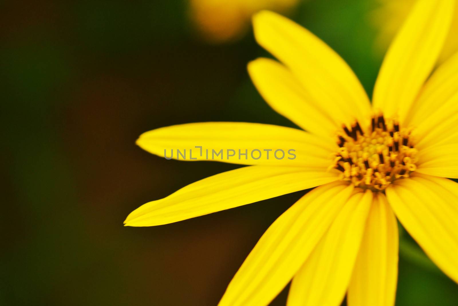 jerusalem artichokes sunflower in garden