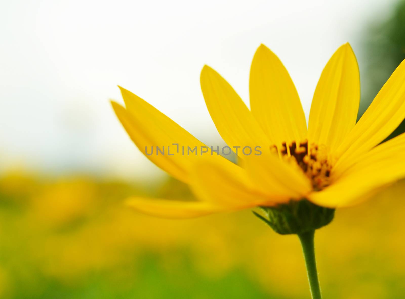 jerusalem artichokes sunflower in garden