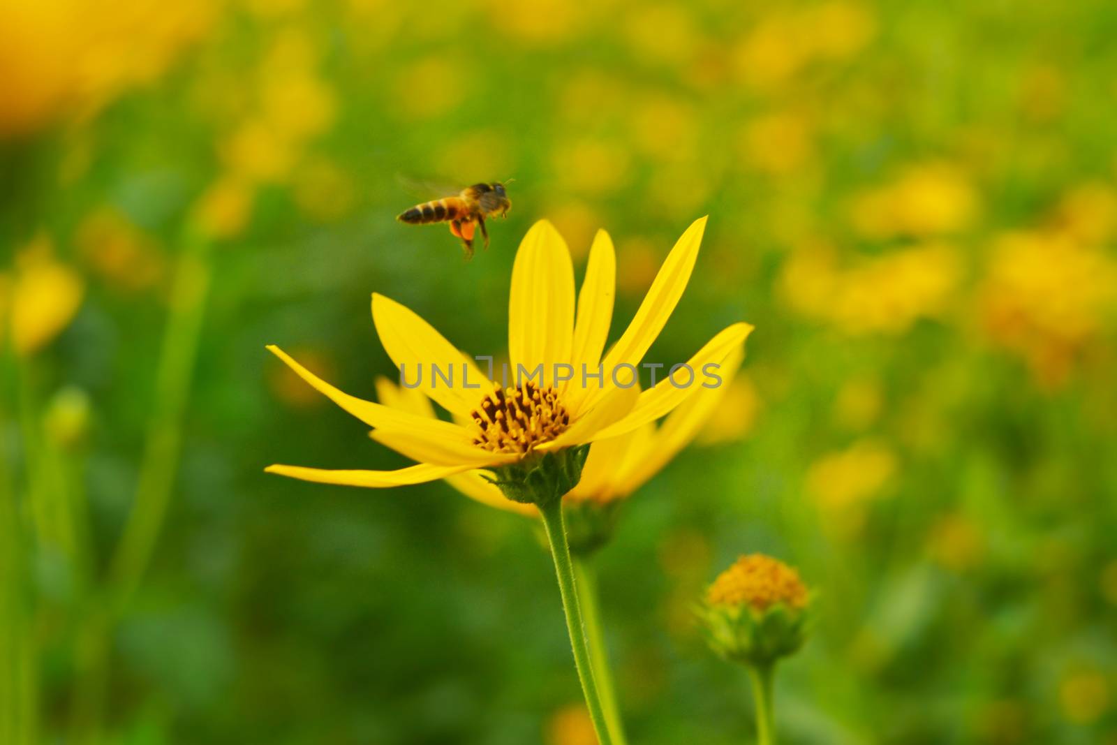 jerusalem artichokes sunflower by apichart