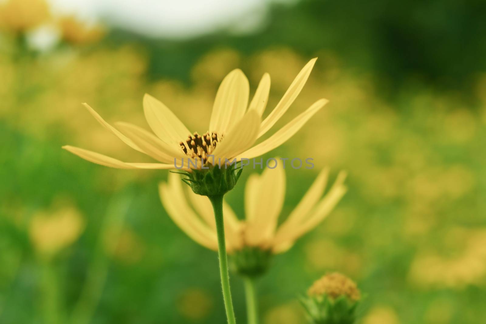 jerusalem artichokes sunflower in garden