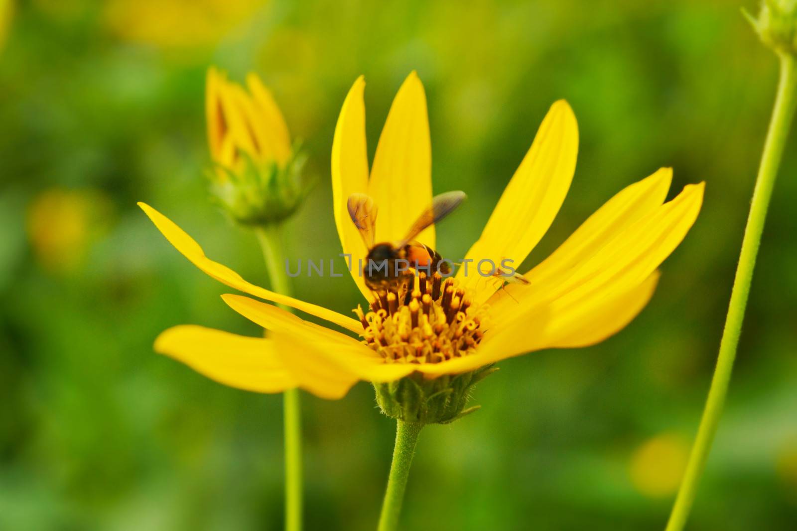 jerusalem artichokes sunflower and bee