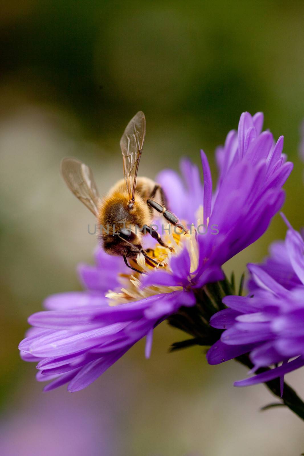 bee feeding on purple flower