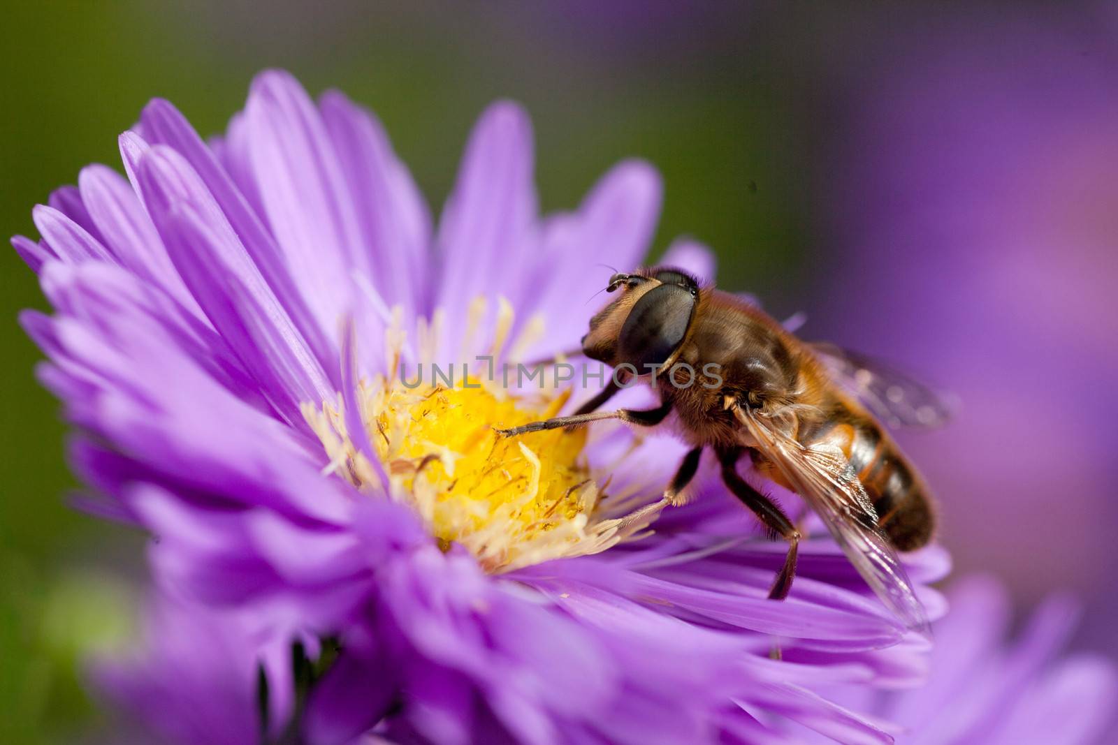bee on purple flower by ahavelaar