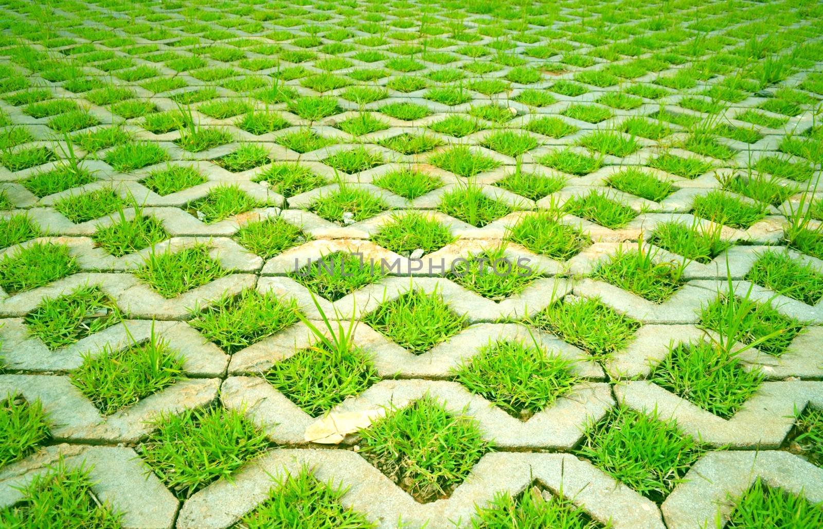 Grass in concrete by apichart