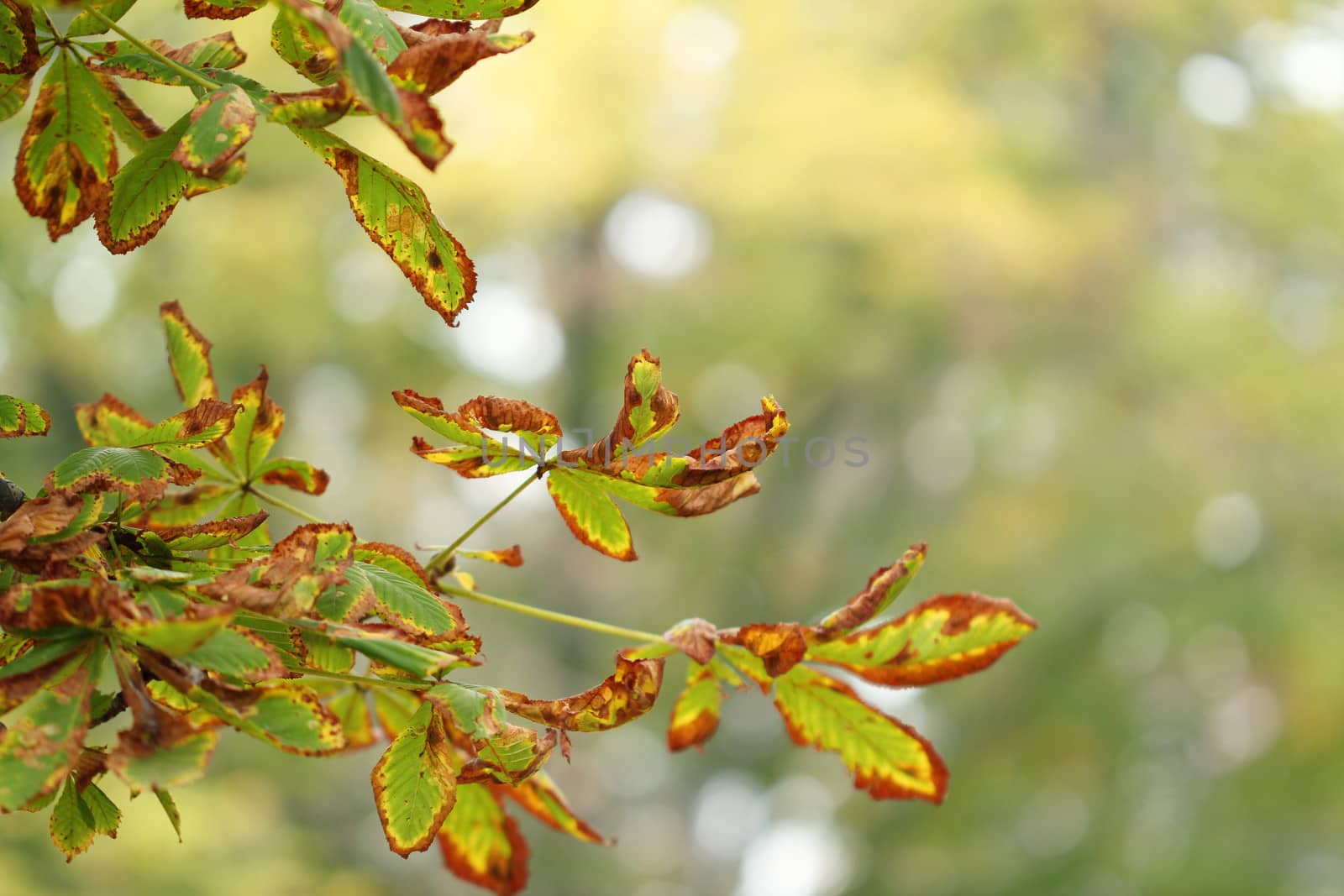 colorful autumn leaves nature background 