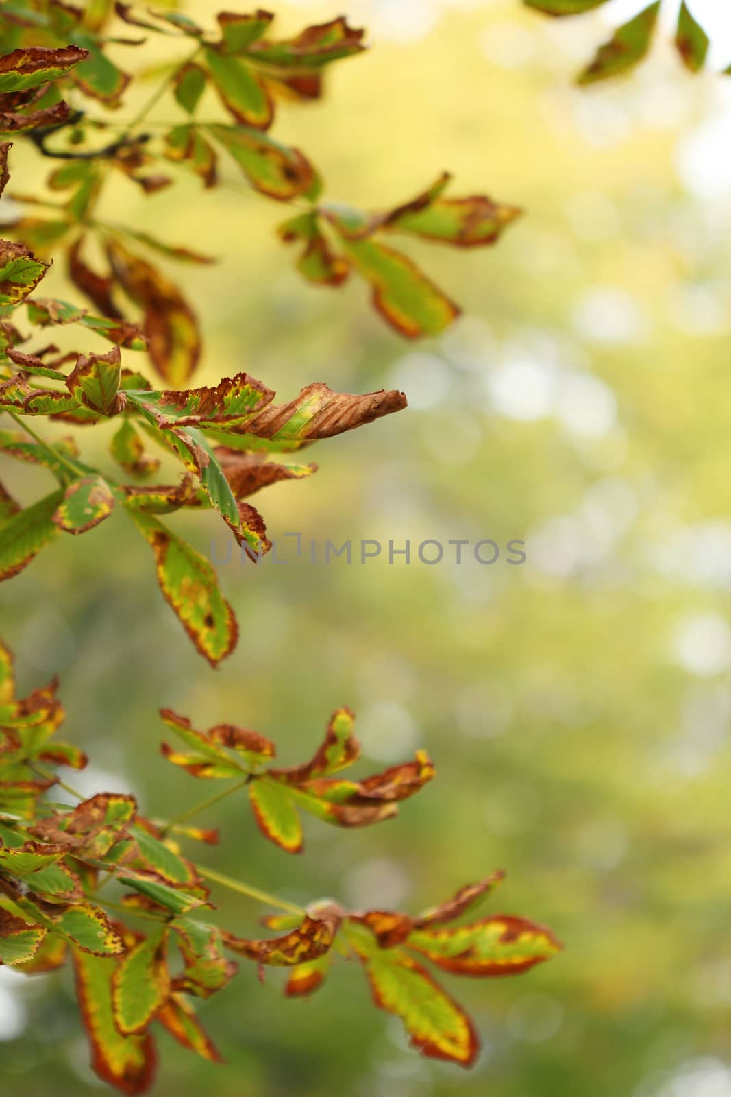 colorful leaves autumn season nature background  by goce