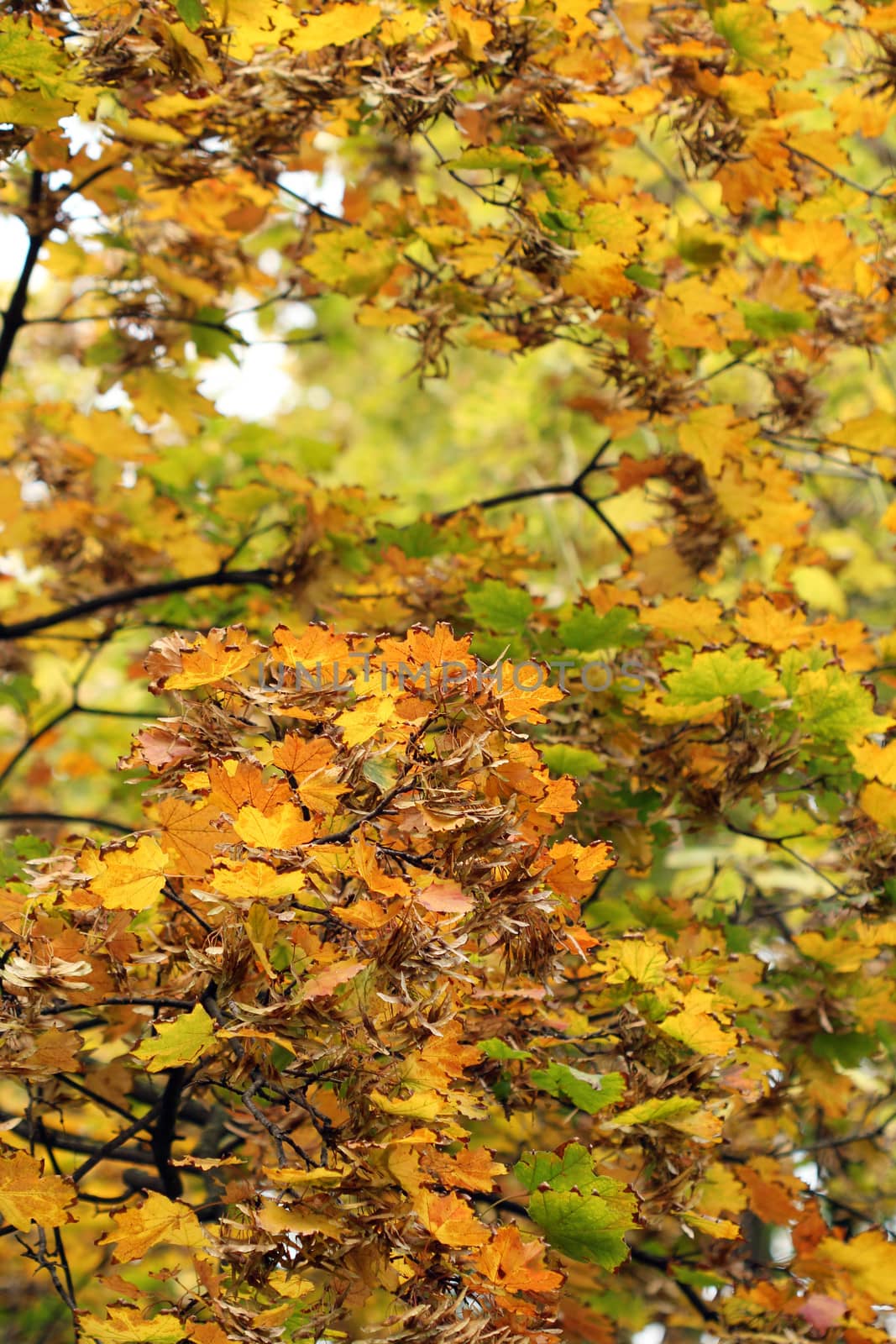 fall colorful leaves nature background  by goce