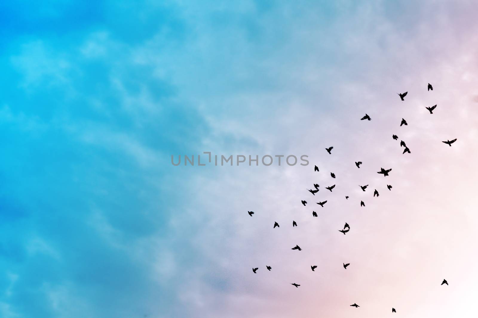 Birds in the sky. by apichart