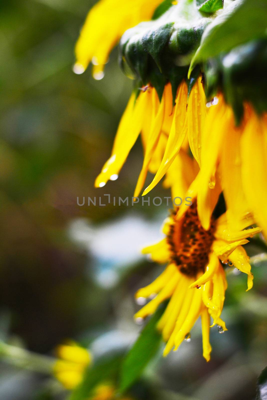 Sunflower by apichart