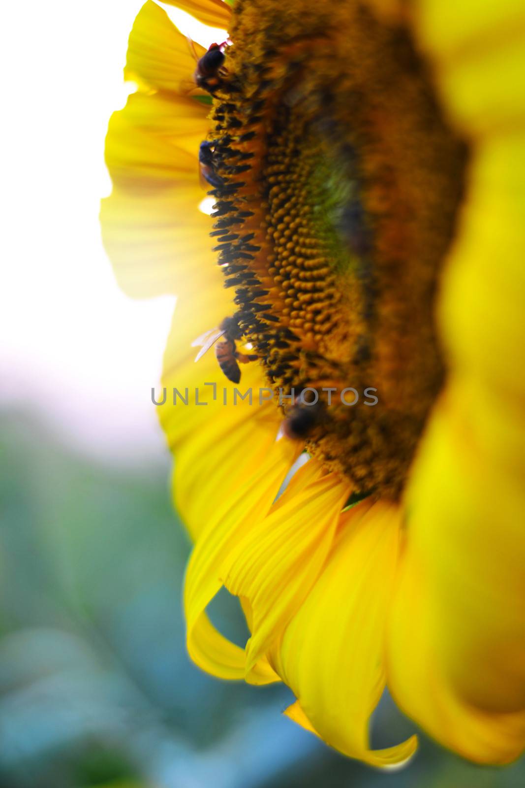 Sunflower and bee In the summer.