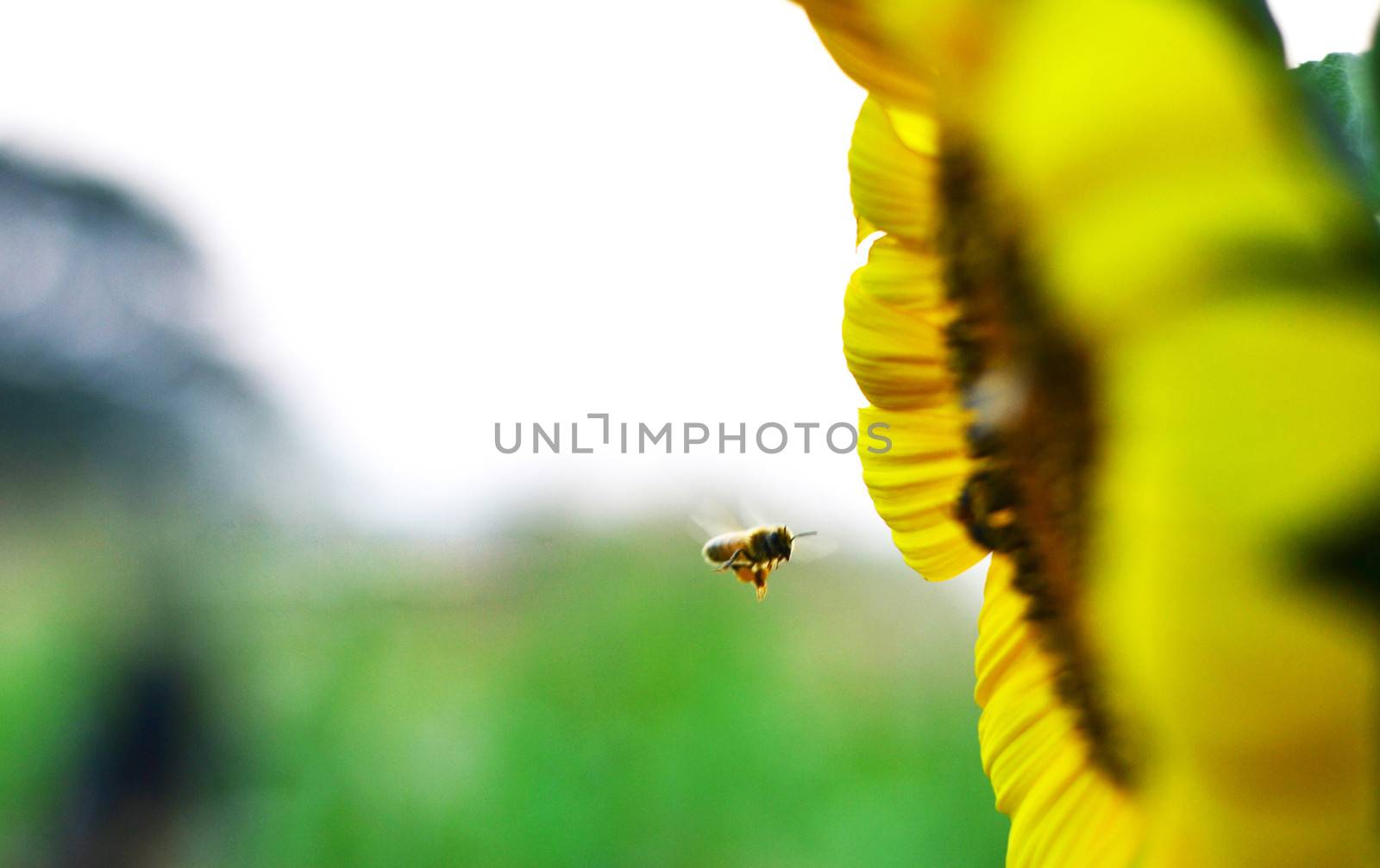 Sunflower and bee by apichart