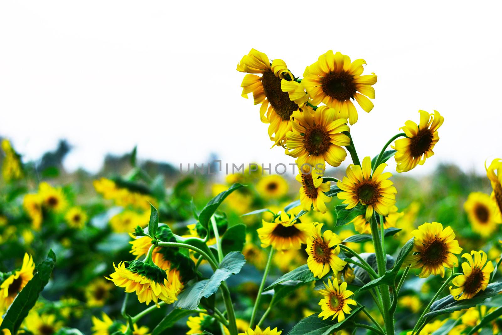 Sunflower by apichart