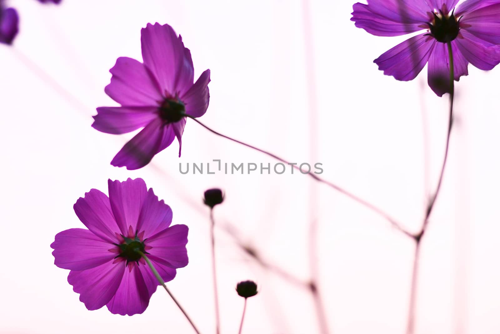 Cosmos flowers purple by apichart