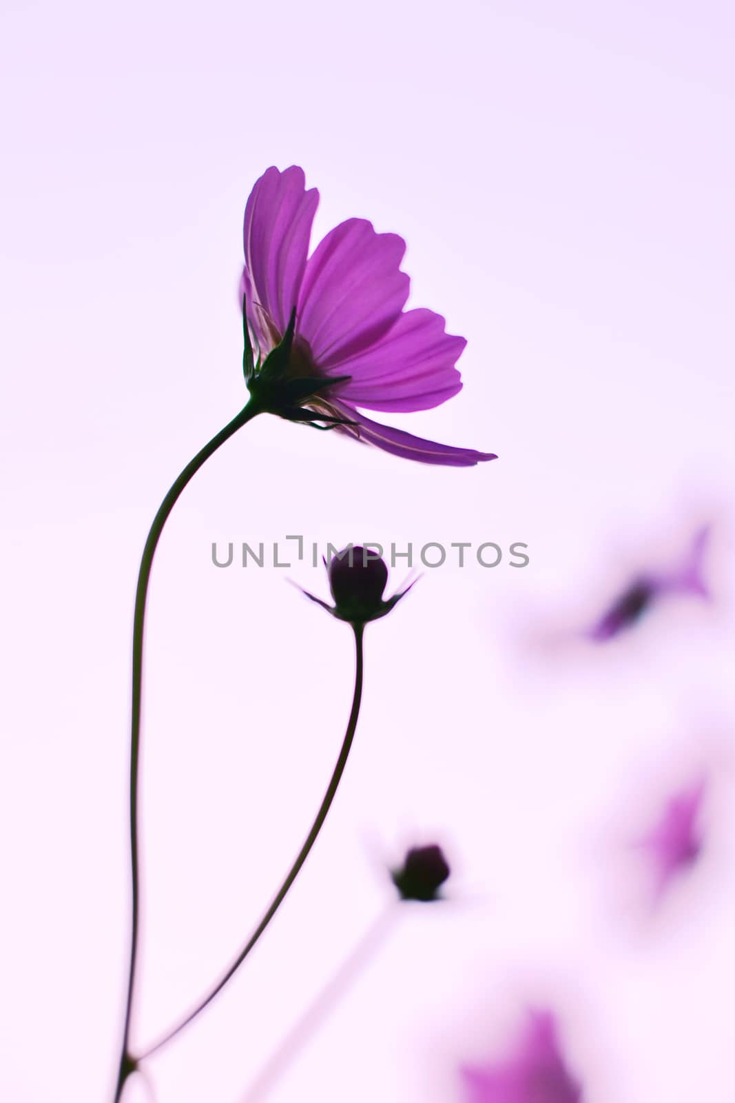 Cosmos flowers purple by apichart