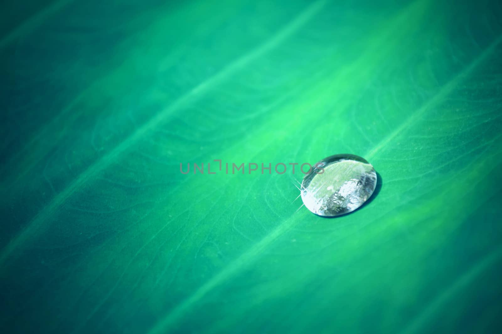 In nature.Water drops on leaves for background.
