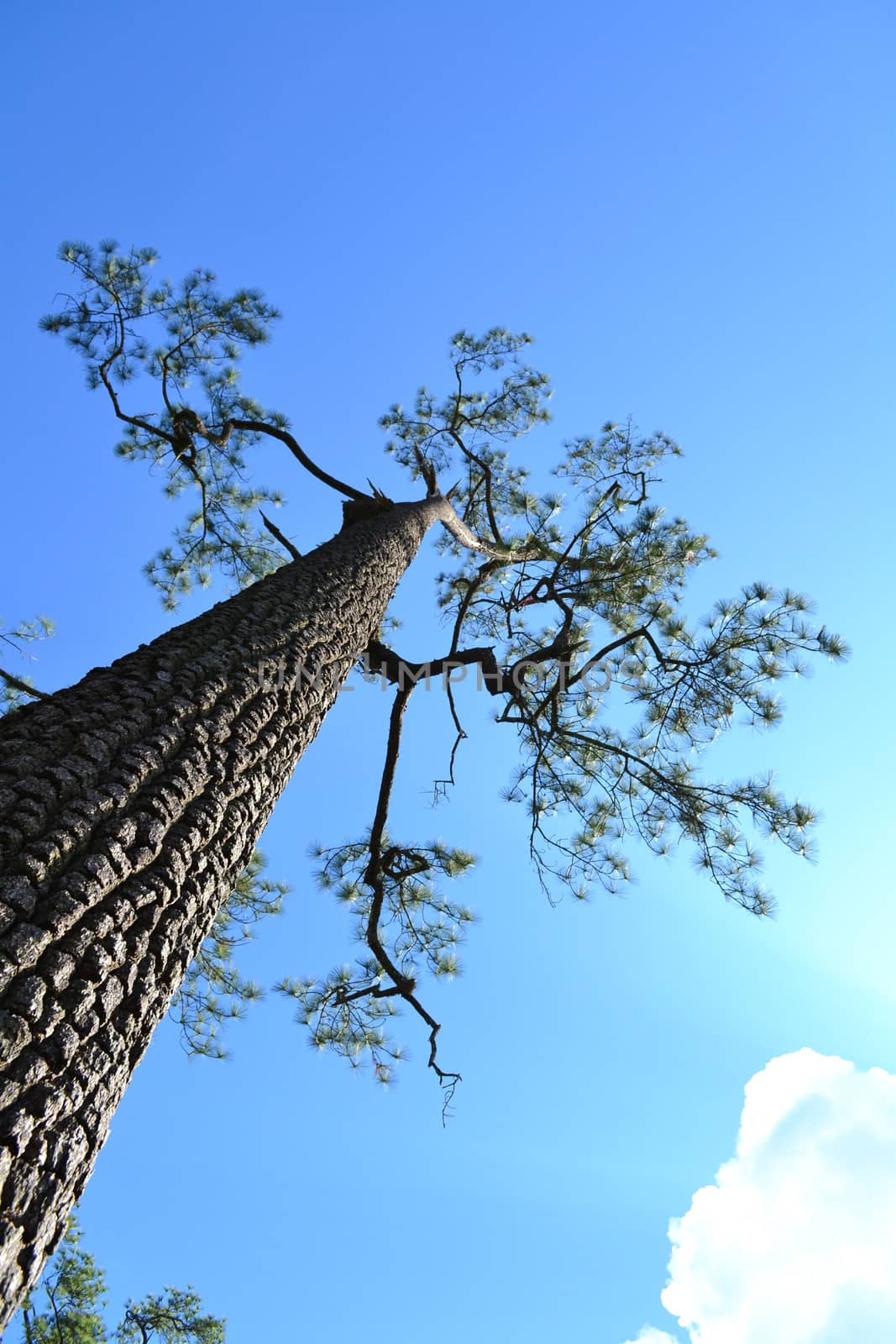 Large pine trees on Blue sky.