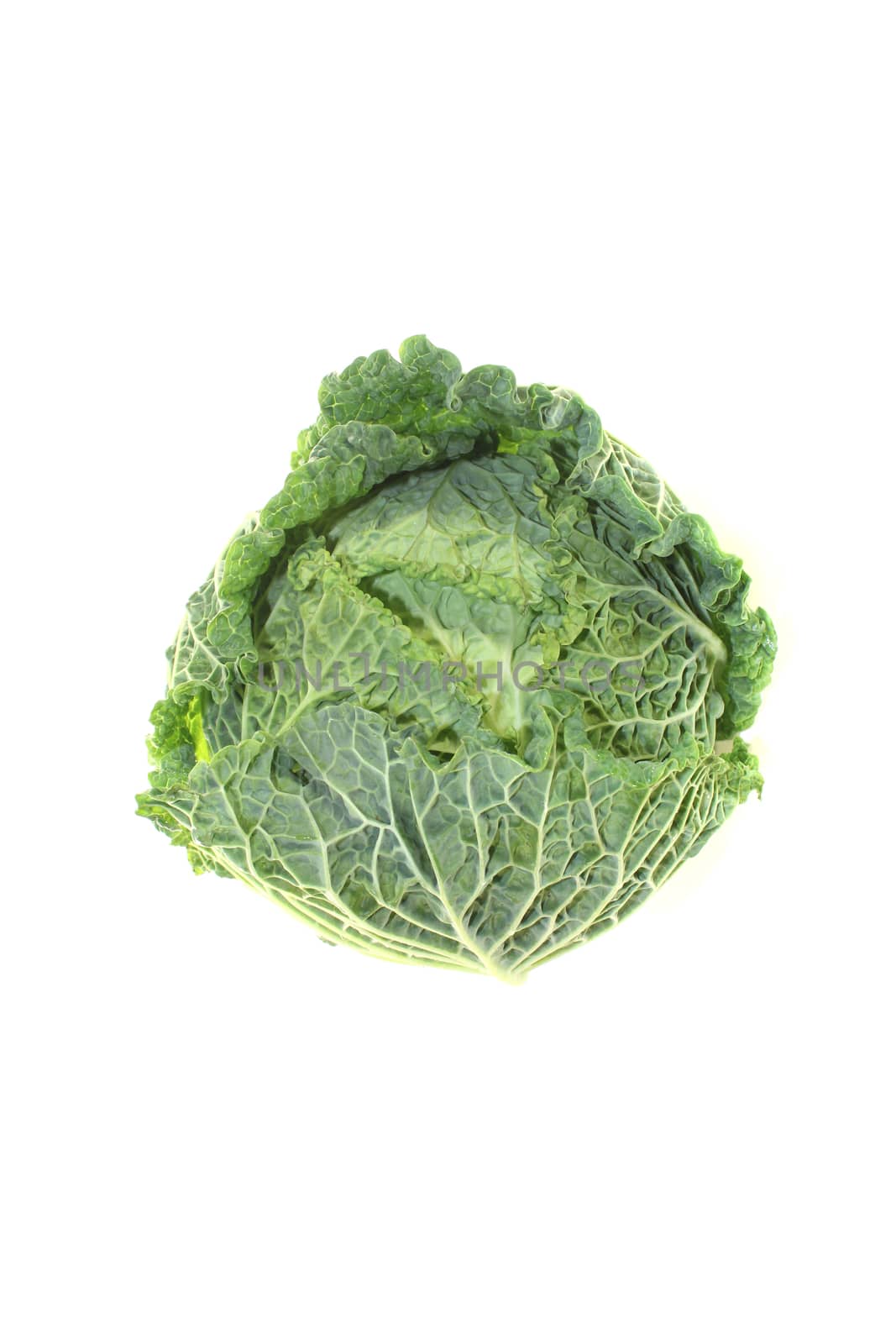 fresh green savoy cabbage on a bright background