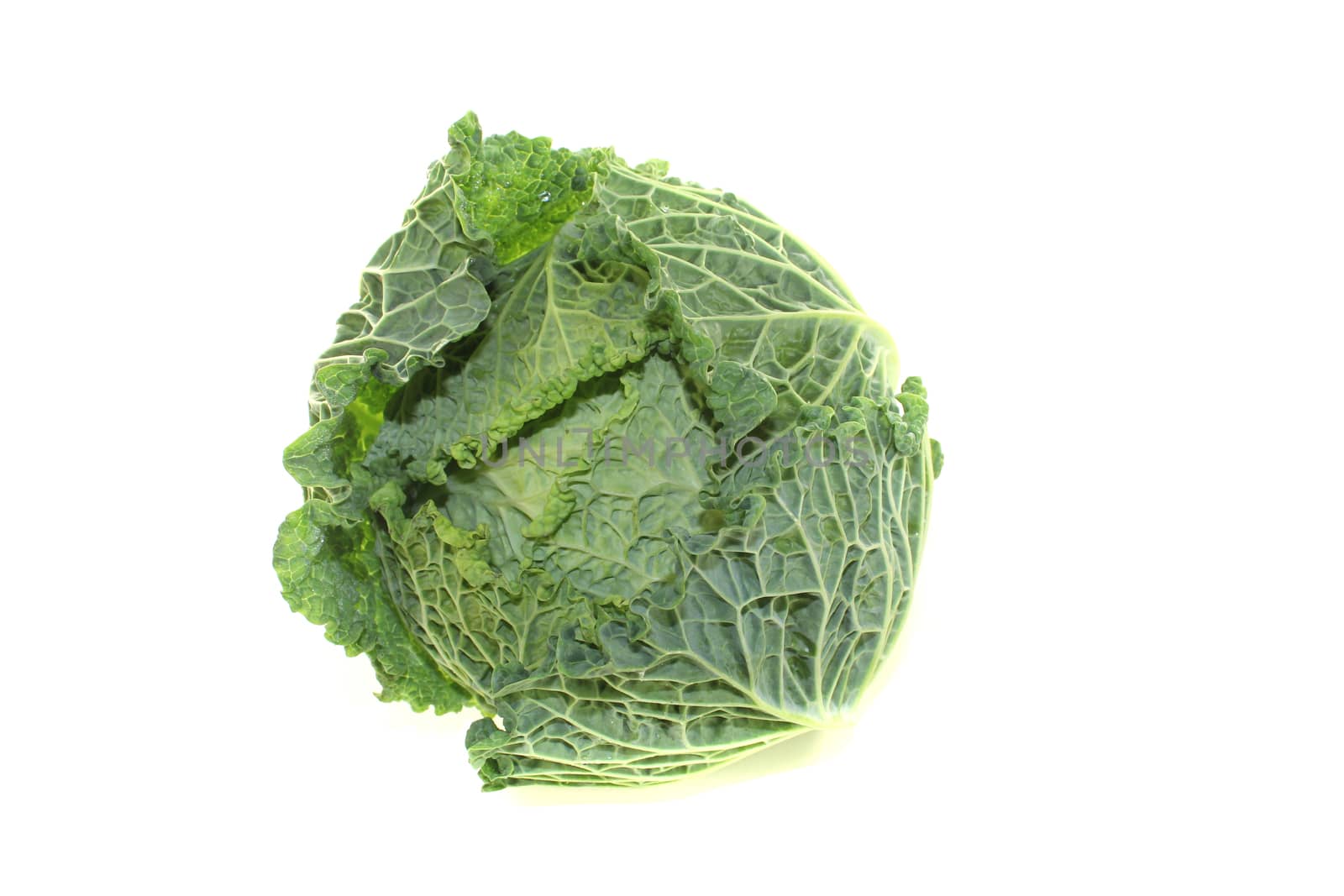 fresh savoy cabbage on a bright background