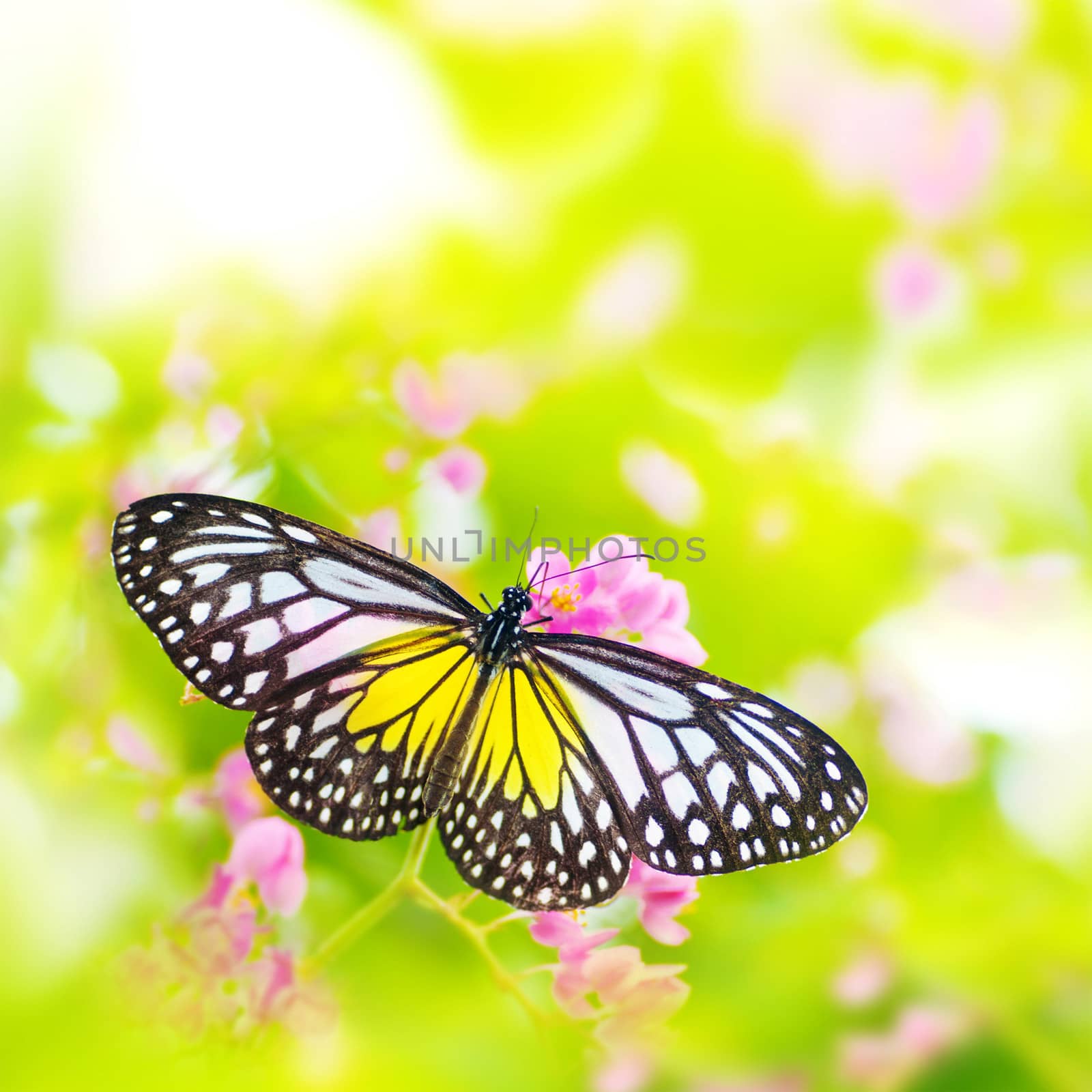 Butterfly on flower by szefei