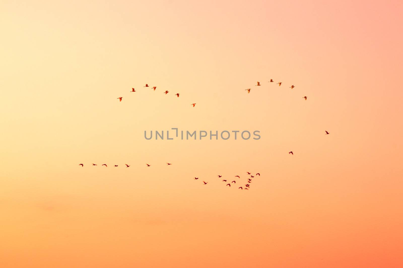 Birds in the sky on sunset. by apichart