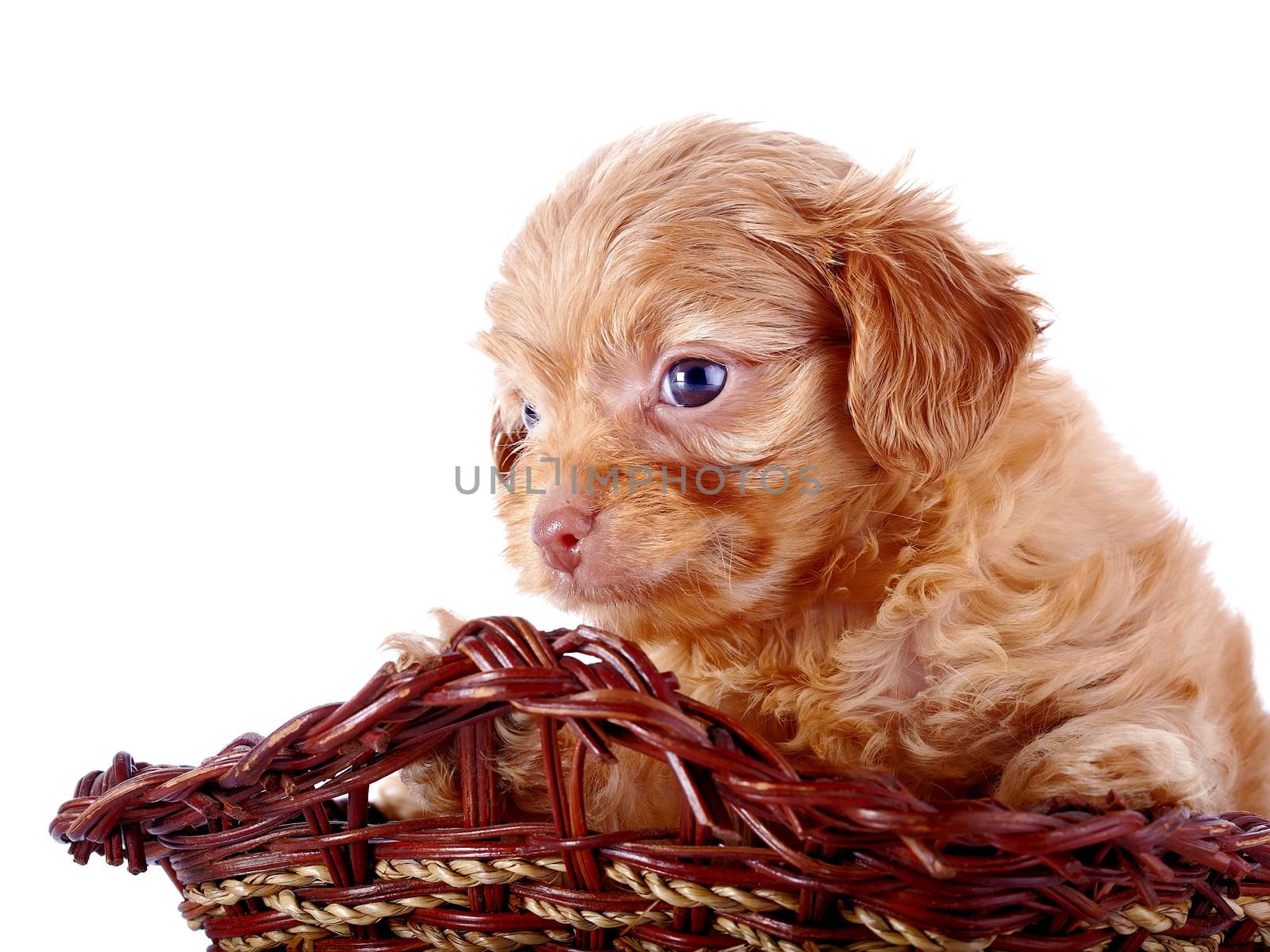 Small puppy of a decorative doggie in a wattled basket. by Azaliya
