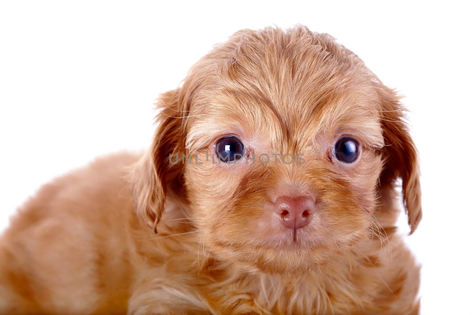 Portrait of a red puppy. Puppy of a decorative doggie. Decorative dog. Puppy of the Petersburg orchid on a white background