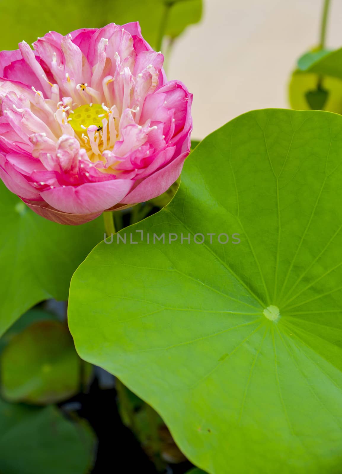 Pink lotus with green leaf1 by gjeerawut