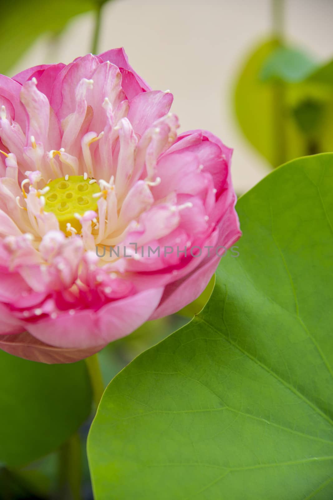 Pink lotus with green leaf2 by gjeerawut