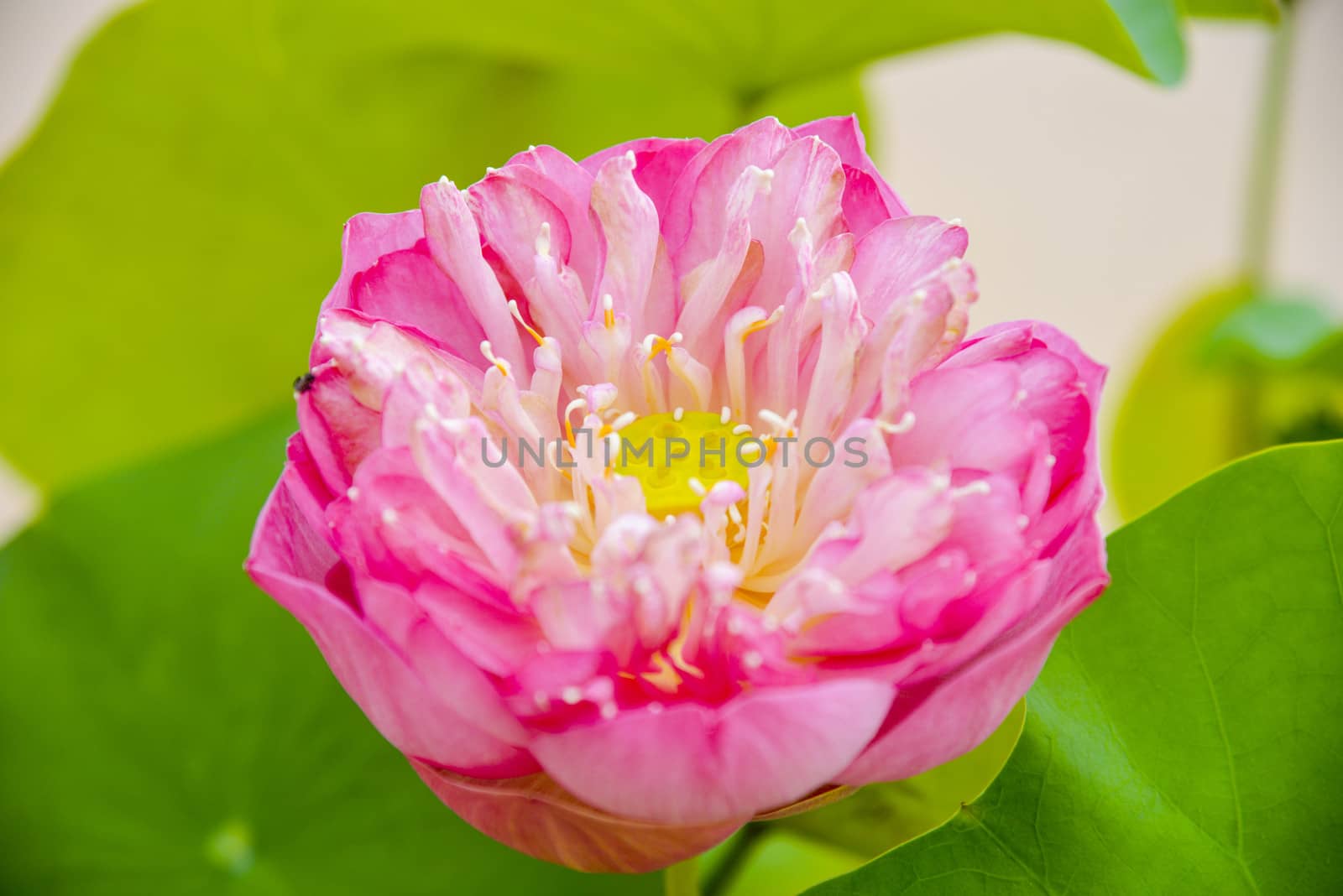 Pink lotus with green leaf3