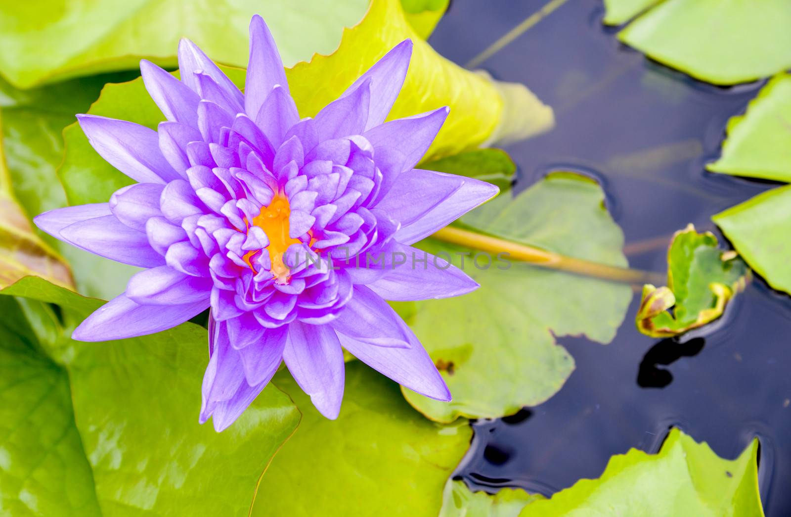Purple lotus on the water by gjeerawut
