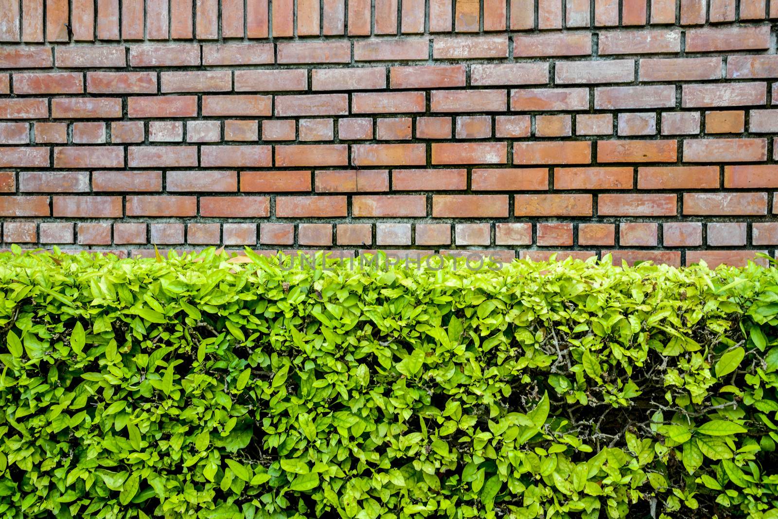 Brown wall and green plant
