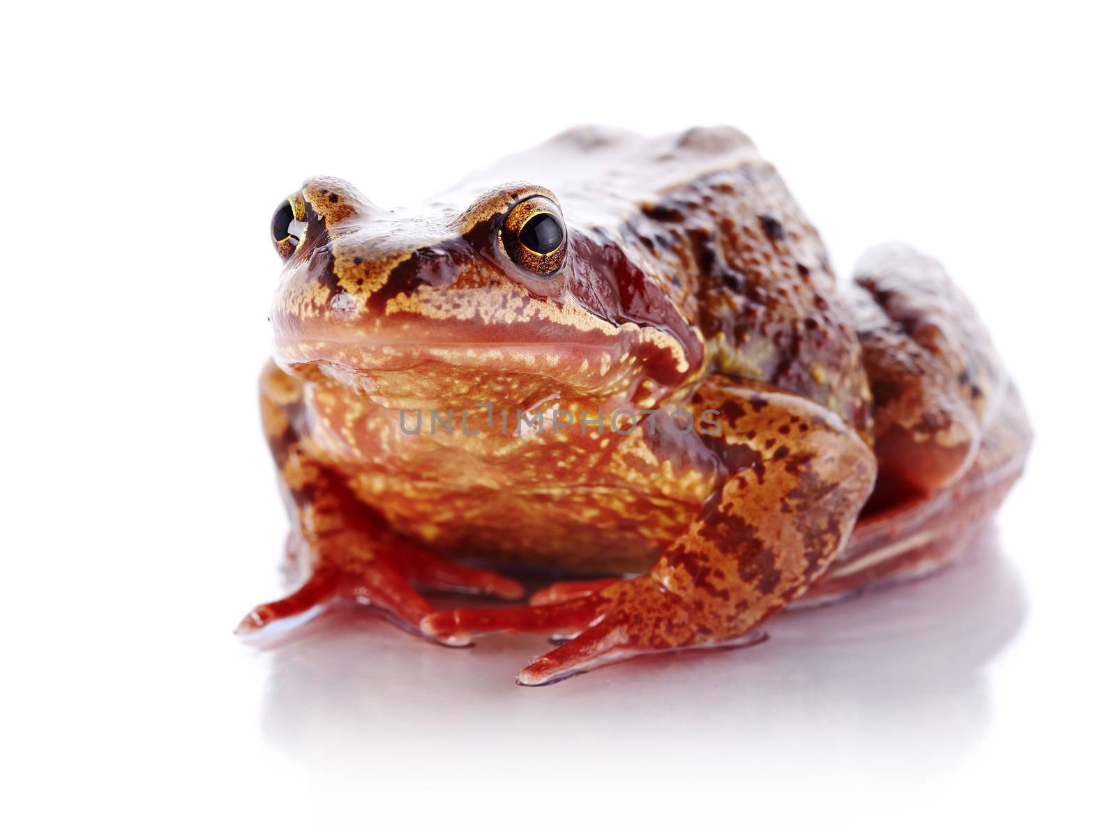 Common frog. Wet frog. Amphibian. Brown frog.