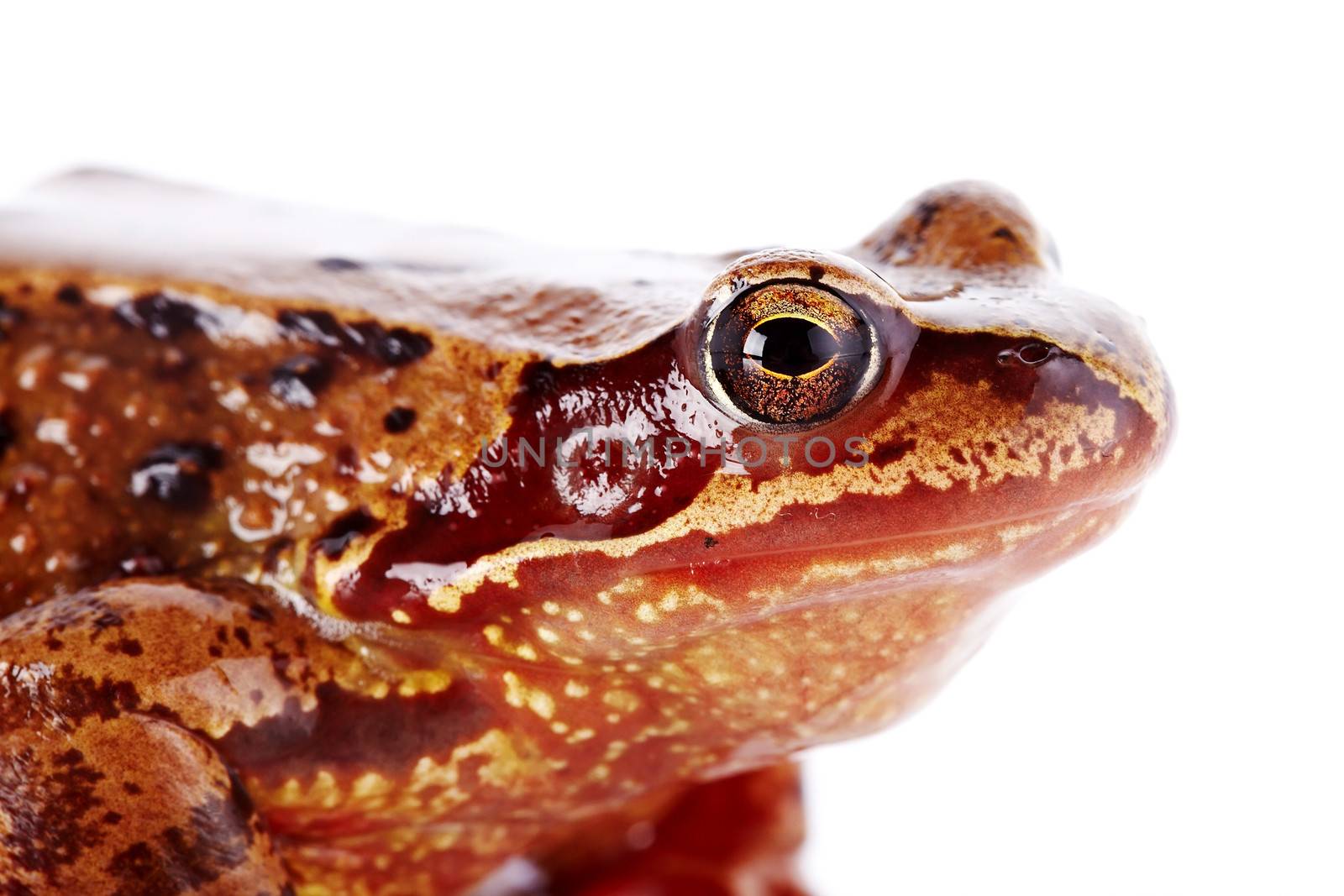 Common frog. Wet frog. Amphibian. Brown frog. Portrait of a brown frog.