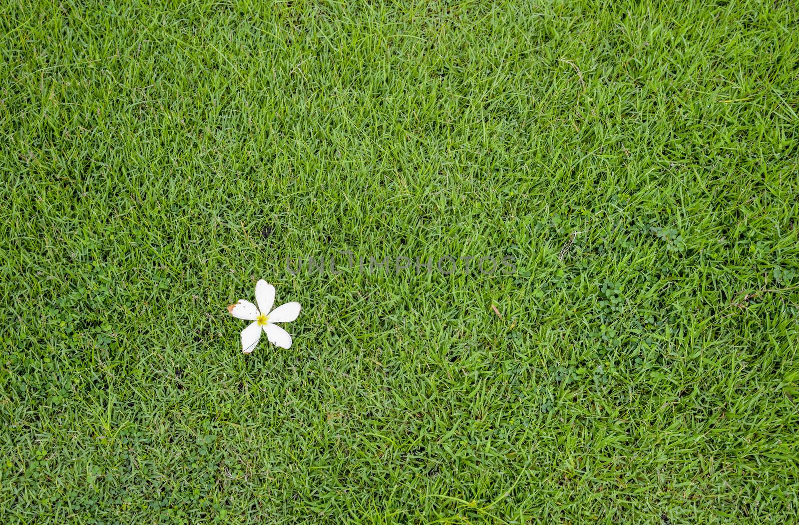 A white flower on green grass by gjeerawut