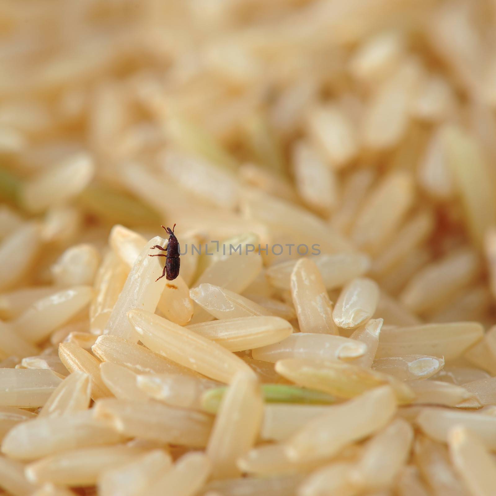 weevil in rice