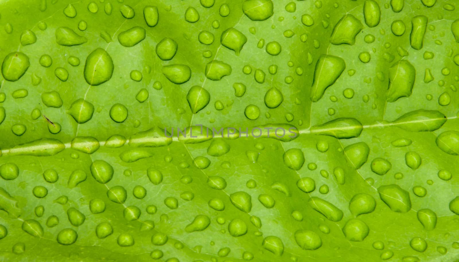Water drop on leaf by gjeerawut